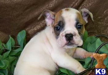Puppies in MA
