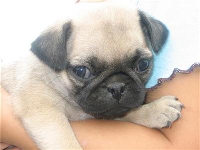 Pug Puppies for Sale