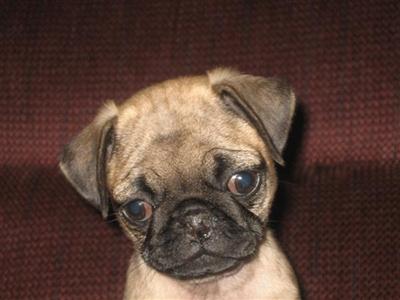 Pug Puppies for Sale