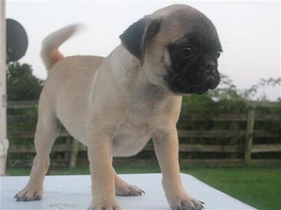 Pug Puppies for Sale