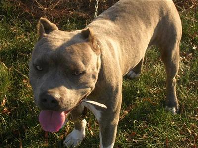 Dogs - American Pit Bull