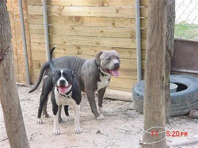 Stud Dogs in GA
