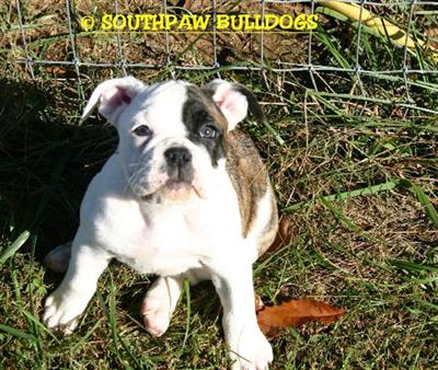 Old English Bulldog Puppies for Sale