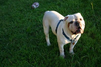 Stud Dogs - Old English Bulldog