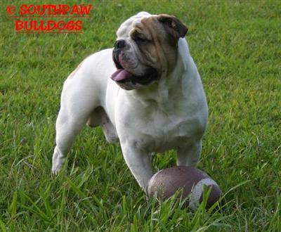 Stud Dogs - English Bulldog
