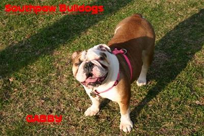 Old English Bulldog Puppies for Sale