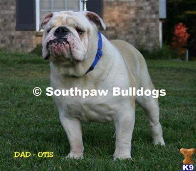 Stud Dogs - English Bulldog