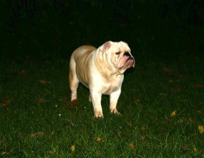 Stud Dogs - English Bulldog