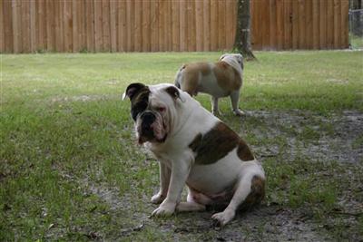 Stud Dogs - Old English Bulldog