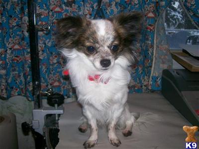 Stud Dogs - Chihuahua