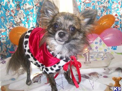 Stud Dogs - Chihuahua