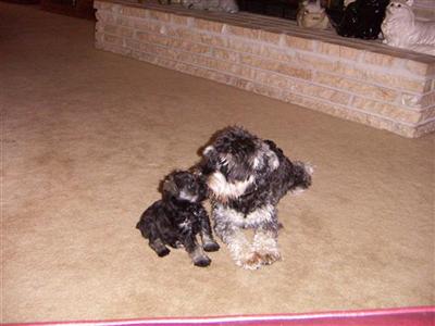 Stud Dogs - Miniature Schnauzer