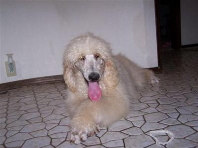 Dogs - Poodle
