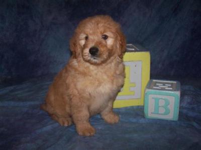 Goldendoodles Puppies for Sale