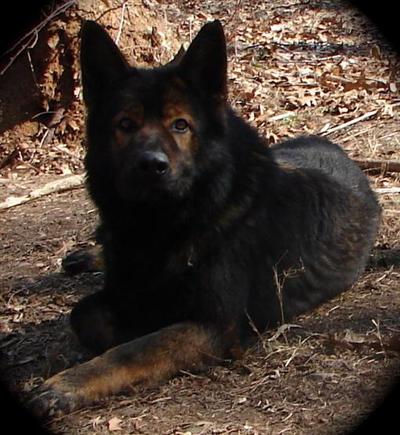 Stud Dogs in MI