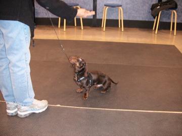 Stud Dogs in OH