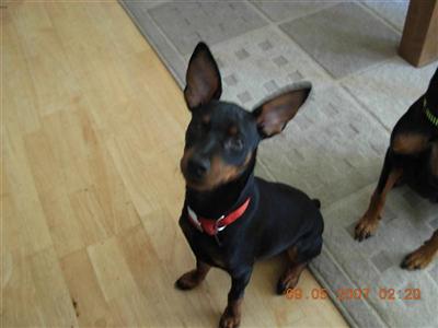 Stud Dogs - Miniature Pinscher