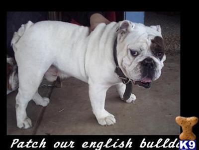 Stud Dogs - English Bulldog