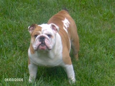 Stud Dogs - English Bulldog