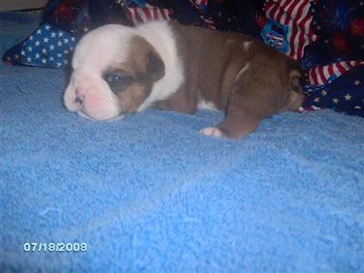 Bulldog Puppies for Sale