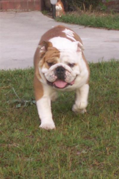 Stud Dogs - English Bulldog