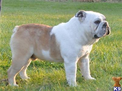 Stud Dogs in IN