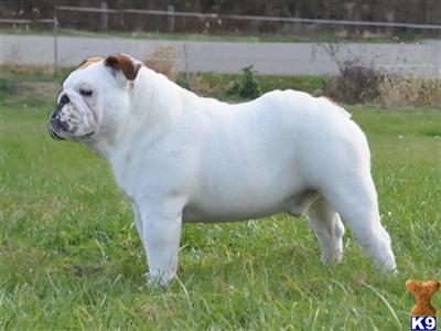 Stud Dogs in IN