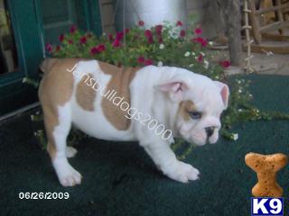 Bulldog Puppies for Sale