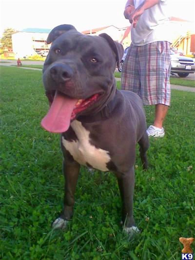 Stud Dogs in KY