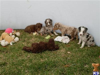 Puppies in WI