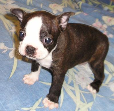 Puppies for Sale