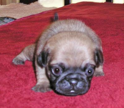 Pug Puppies for Sale