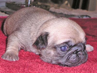 Pug Puppies for Sale