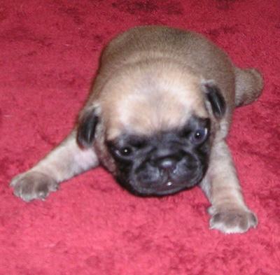 Pug Puppies for Sale