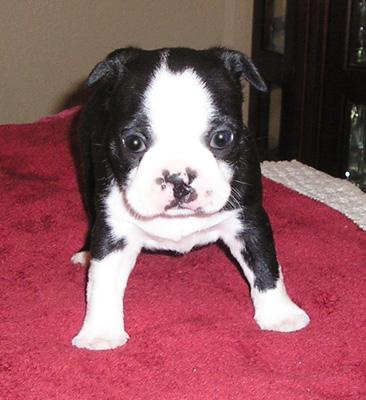 Boston Terrier Puppies for Sale