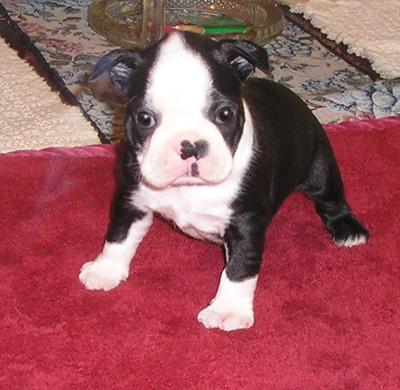 Boston Terrier Puppies for Sale