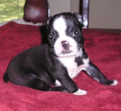 Boston Terrier Puppies for Sale