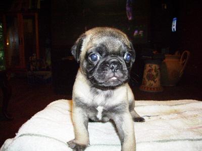 Pug Puppies for Sale