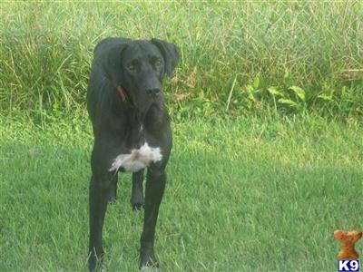 Stud Dogs - Great Dane