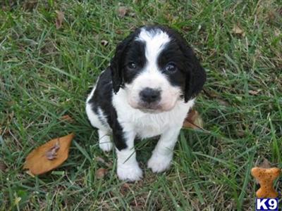 Puppies in IA