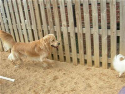 Stud Dogs - Golden Retriever