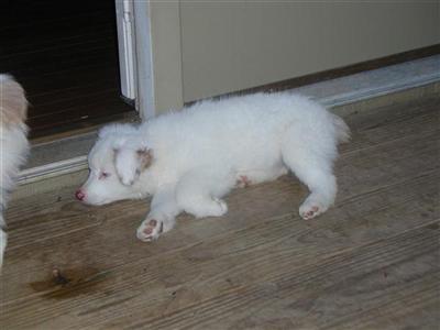 Miniature Australian Shepherd Puppies for Sale