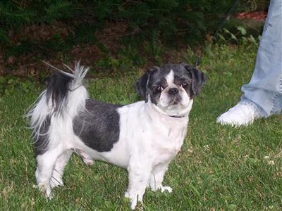 Stud Dogs in IL