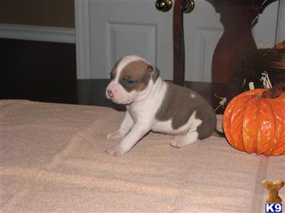 American Pit Bull Puppies for Sale