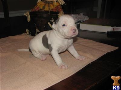 American Pit Bull Puppies for Sale