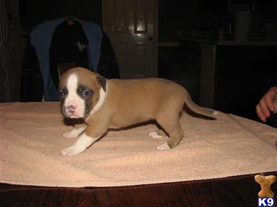 American Pit Bull Puppies for Sale