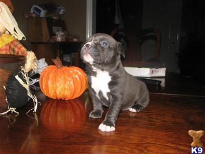 American Pit Bull Puppies for Sale