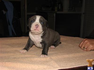American Pit Bull Puppies for Sale