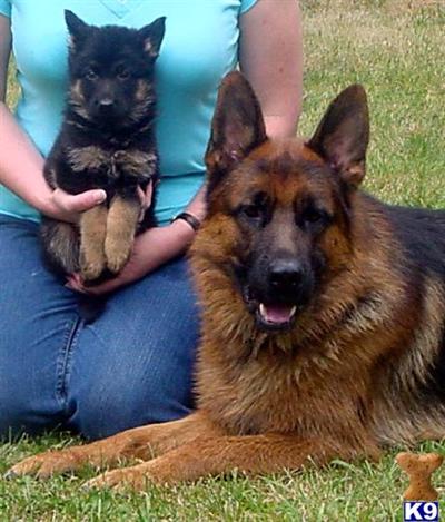 Puppies in WI