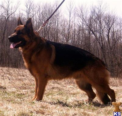 Stud Dogs in WI
